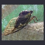 cicada