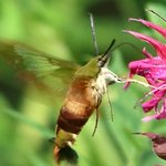 Hummingbird moth