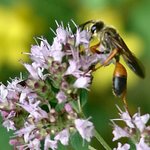 Great Golden Digger Wasp