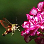 Moth Hummer