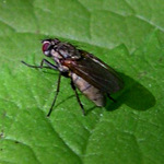 Fly 1