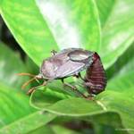 insects
