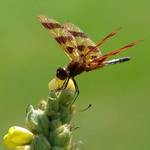 Colored dragonfly13