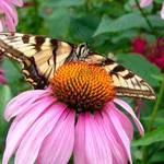 Butterfly on a coneflower_1