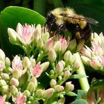 Bee on Sedum