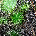 Tiny Bubbles