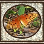 Wounded Butterfly