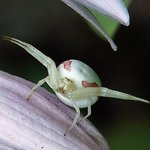 Crab Spider