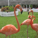 Inside the Flamingo Arena