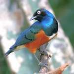 Exotic Bird, Iridescent Feathers