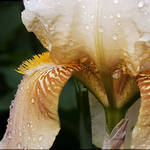 Iris in the Rain