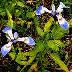Iris versicolor 2
