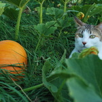 isis and the pumpkin