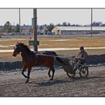It's Spring ! I Saw  a Horse on the Tracks!
