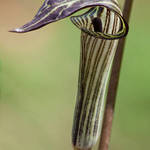 Jack in the Pulpit
