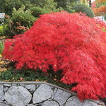 Japanese Cutleaf Maple & textures