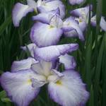 Japanese Iris