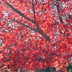 Japanese Maple tree late fall