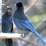 Confrontation of Jays (the Donald & Rosie)