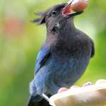 Blue Jay &  Open Beakfull (Steller's Jay)