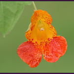 Jewelweed #2