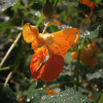 Jewelweed in Morning Light