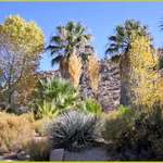 Joshua Tree Park