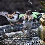Jumping Sparrow