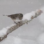 Junco