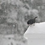 Junco