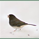 Junco