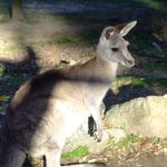 kangaroo