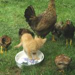 Kentucky Fried Chicken