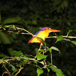 Kingfisher