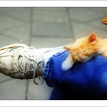 Kitten On A Leg