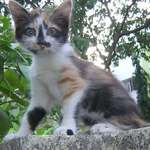 Kitty