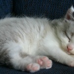 Eight Footed Kitten