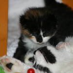 I love you mummy