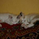 Nappers