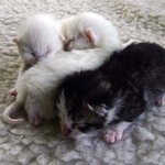Moggies Babies