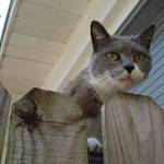 Here kitty kitty