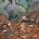 A Kiwi Display