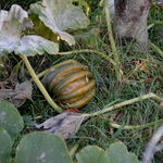 Kumi Kumi Pumpkin