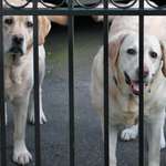 LabraLionesses (our Labs wanting back IN, after a walk : )