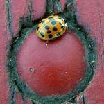 Lady Bug on Picnic Table