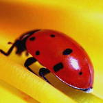 Ladybug