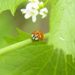 ladybug