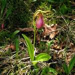 Cypripedium acaule