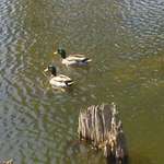 Mallards and Cypress
