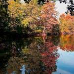 fall reflection
